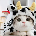 Cute Cat Wallpaper