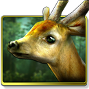 Forest HD-APK