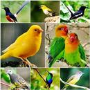 Kicau Suara Burung Terlengkap MP3 Full Offline APK