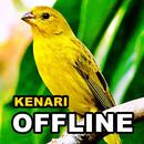 Kicau Kenari Gacor Juara Ngerol Panjang Offline APK