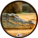 Alligator Sounds APK