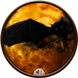 Bat Sounds