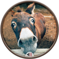 Donkey Sounds