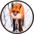 Fox Sounds