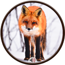 Fox Sounds APK