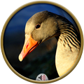 Geese Sounds