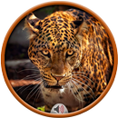 Jaguar Sounds APK