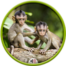 Monkey Sounds APK