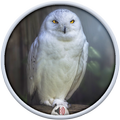 Owl Sounds