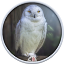 Owl Sounds APK