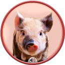 Pig Sounds APK