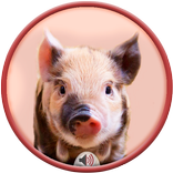 Pig Sounds