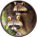”Racoon Sounds