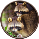 Racoon Sounds APK