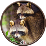 Racoon Sounds
