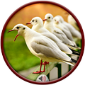 Seagulls Sounds