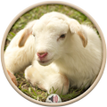 Sheep Sounds