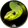 Snake Sounds