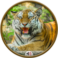 Tiger Sounds