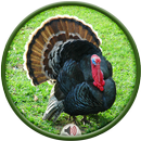Turkey Sounds APK