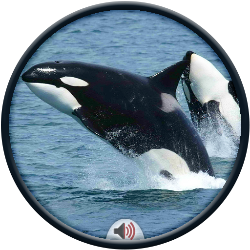 Whale Sounds