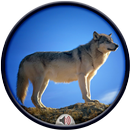Wolves Sounds APK