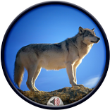 Wolves Sounds