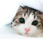 Cute Animal Wallpaper icon