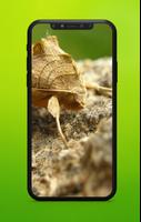 Cute Animal Wallpaper screenshot 1