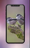 Cute Animal Wallpaper screenshot 3