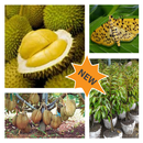 la culture Durian APK