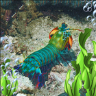 Pipi Shrimp simulation Zeichen