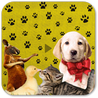 Funny Animal Videos - Cats, Dogs Clips Free icône