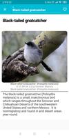 Birds of United States syot layar 1