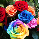 Fondos Rosas Colores APK