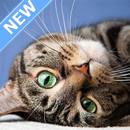Fondos de Pantalla Gatos APK