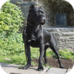 Cane Corso Wallpapers HD