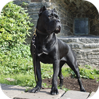 Cane Corso Wallpapers HD icon