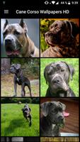 Cane Corso Wallpapers HD poster