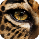 Fondos de Pantalla Guepardo HD APK
