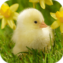 Fondos de Pantalla Pollito HD APK