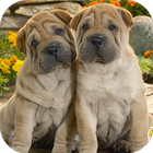 Fondos de Pantalla Shar Pei Chino HD 图标