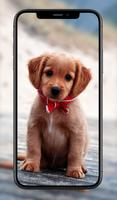 Cute Animal Wallpapers screenshot 1