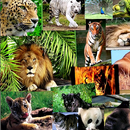 Fondos Pantalla Animales APK