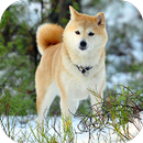 Fondos de Pantalla Akita HD APK