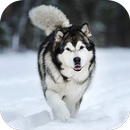 Fondos de Pantalla Malamute de Alaska HD APK