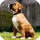 Fondos de Pantalla Boxer HD APK
