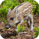 Fondos de Pantalla Jabalí HD APK