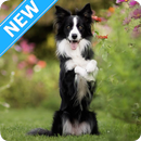 Fondos de Pantalla Border Collie HD APK