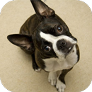 Fondos de Pantalla Boston Terrier HD APK